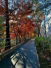 Romantic autumn pathway in the city forest - Beauty in colorful nature and autumn leaves