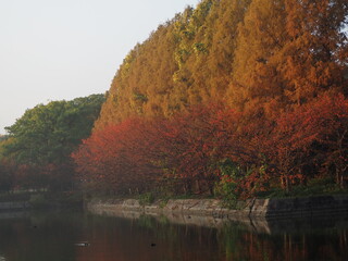 autumn in the park
