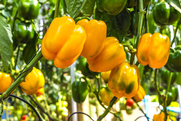 Close up sweet yellow bell pepper vegetables on tree in pepper farm