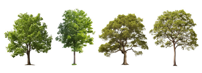 Collection of PNG. Tree isolated on a transparent background. - obrazy, fototapety, plakaty