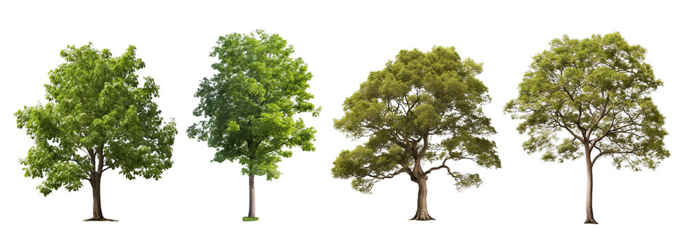 Fototapeta Collection of PNG. Tree isolated on a transparent background.
