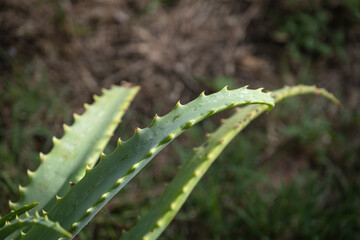 Aloe vera leaves close up. blured background.