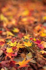 地面に落ちたモミジ