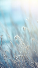 high narrow winter background, blurred in the field, dry blades of grass covered with frost, nature - obrazy, fototapety, plakaty