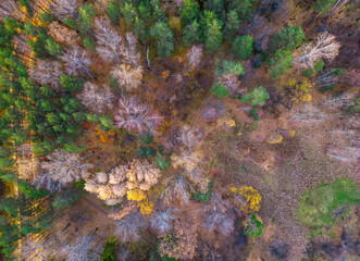 Aerial drone view of stunning colorful autumn fall forest.