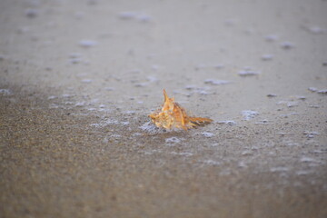 Sea beach