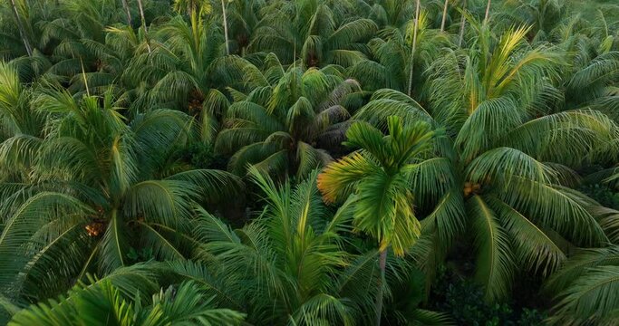 Aerial footage of king coconut fruits grow on tree