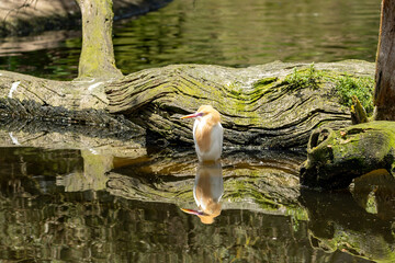 Cattle Egret (Bubulcus ibis) in water with reflection.