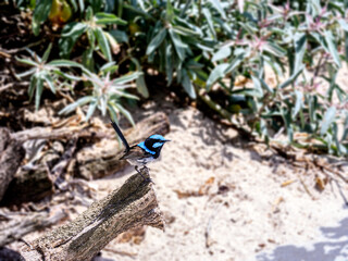 Blue Wren Poised For Take Off