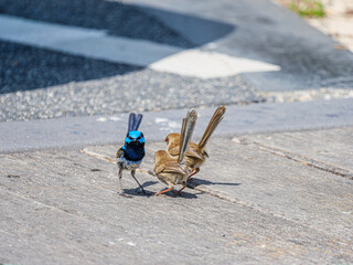 Female Wrens With Male