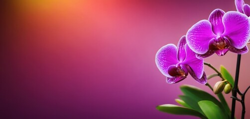  a close up of a purple flower with green leaves on a purple and pink background with a blurry light in the background. - obrazy, fototapety, plakaty