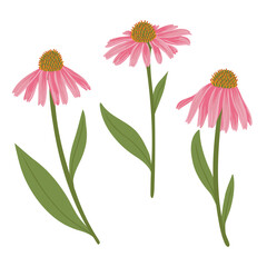Echinacea, coneflowers, vector drawing wild plants at white background, floral elements, hand drawn botanical illustration