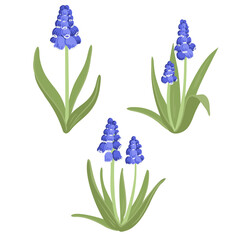 grape hyacinth, spring flowers, blue muscari, vector drawing wild plants at white background, floral elements, hand drawn botanical illustration - obrazy, fototapety, plakaty
