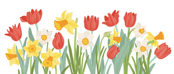 red tulips and yellow narcissus, spring flowers, vector drawing wild plants at white background, floral border, hand drawn botanical illustration