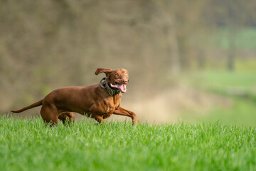 Ein Hund rennt freudig über die Wiese.