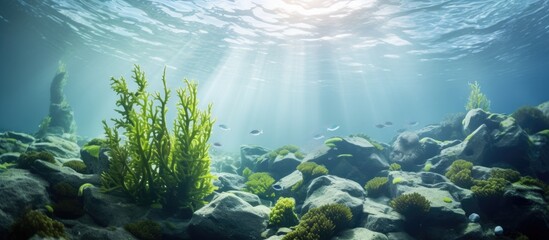 Underwater image of laminaria, sea kale, and saltwater reef. - obrazy, fototapety, plakaty