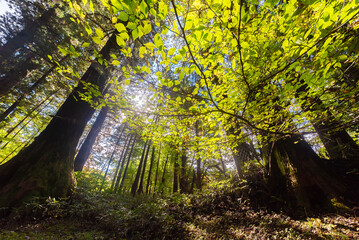 Fototapeta na wymiar Scenery of green forest in Nikko, Japan