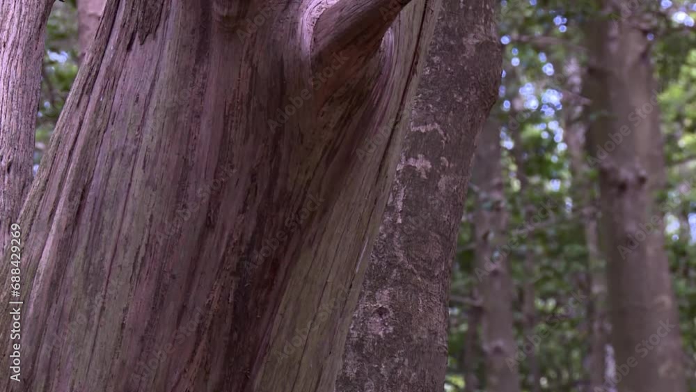 Poster details of a tree trunks with purple color barks. tracking shot