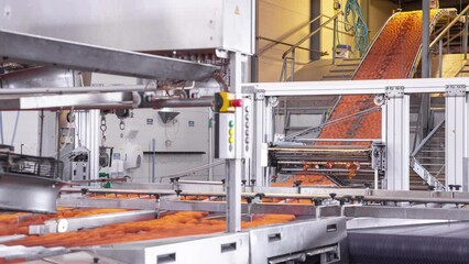 Raw eggs being sorted at a packaging factory - time lapse