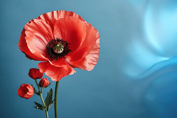 Red poppy flower on abstract blue background use for the Remembrance Day or the Memorial Day