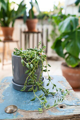 Rowley's godson in a grey pot on a vintage chair in the interior