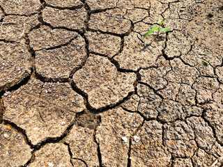 Little green plant growing up in dried desolate land or barren land . Top view with copy space. Hopes and encouragement concept.