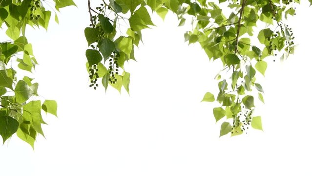 Slow motion closeup green tree leaves frame isolated on white, nature background