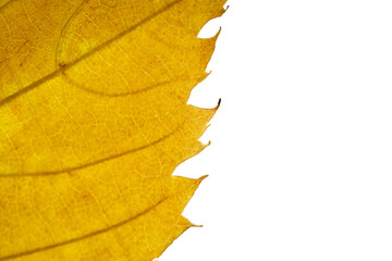 yellow autumn leaf close-up, isolated on white background