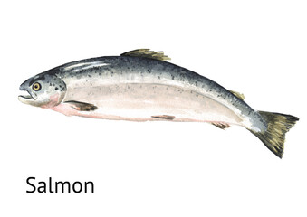 Fresh live swimming fish Salmon. Hand drawn watercolor illustration,  isolated on white background