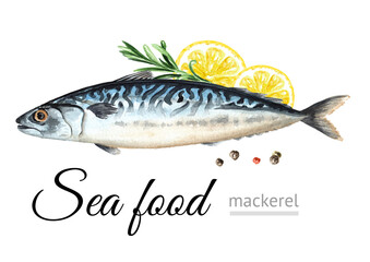 Fresh fish Mackerel, seafood. Hand drawn watercolor illustration, isolated on white background
