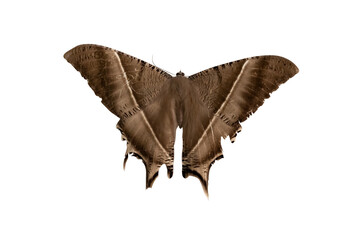 Close-up of the tropical swallowtail moth. Transparent background PNG files.