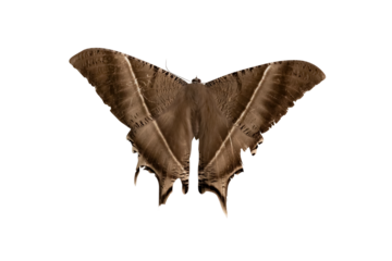 Close-up of the tropical swallowtail moth. Transparent background PNG files.