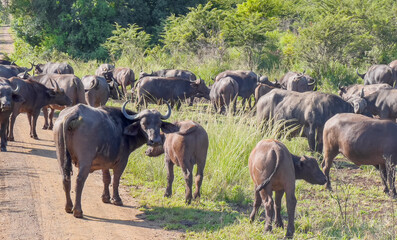 Kaffernbüffel im Naturreservat Hluhluwe Nationalpark Südafrika