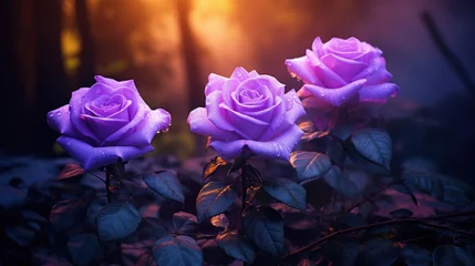 Fotobehang Purple roses on dark background © tashechka
