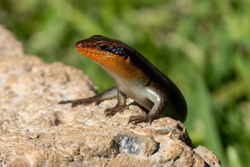 Kopf eines variablen Skinks in der Seitenansicht auf einem Stein sitzend