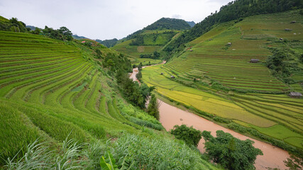 Fototapeta premium Landscape with green and yellow terraced rice fields and a river in the highlands of North-Vietnam, Yen Bai province 