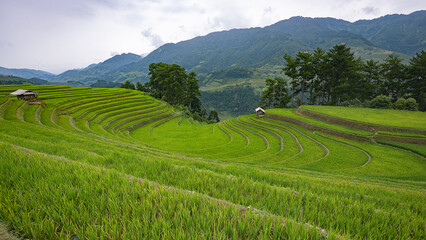 Obraz premium Landscape with green and yellow rice terraced fields and cloudy sky near Yen Bai province, North-Vietnam 