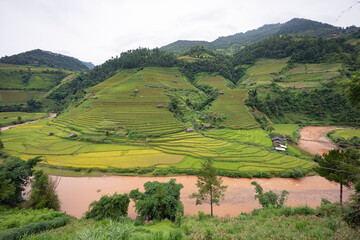 Fototapeta na wymiar Landscape with green and yellow terraced rice fields and a river in the highlands of North-Vietnam, Yen Bai province 