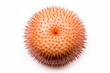 Sea Urchin - Powered by Adobe