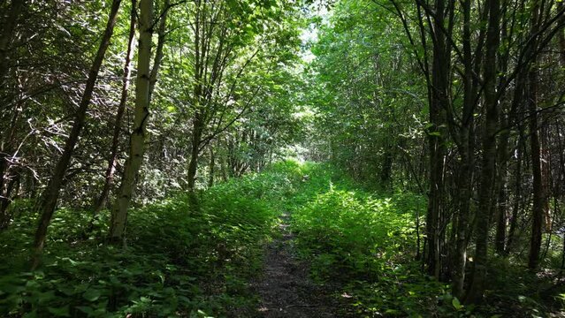Forest transition from snowy to summer conditions