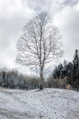 one tree in snow swiss mountain, vertical image