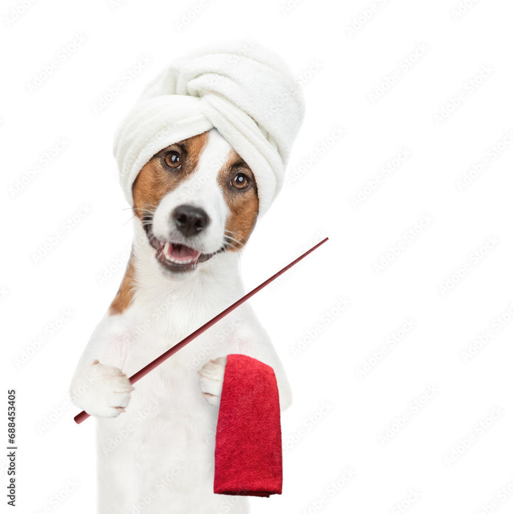 Poster jack russell terrier puppy with towel on it head points away on empty space. isolated on white backg
