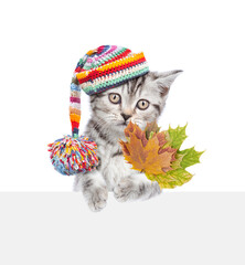 Cute kitten wearing a warm hat with pompon stands on hind legs and holds dry colorful leaves. isolated on white background