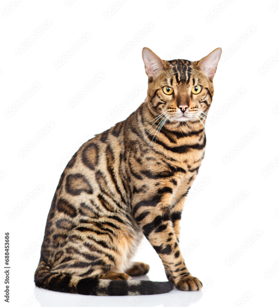 Poster portrait of a purebred bengal cat sitting in side view and looking at camera. isolated on white back