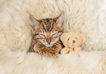 Cute bengal kitten lying with favorite toy bear under white warm blanket on a bed at home.Top down...