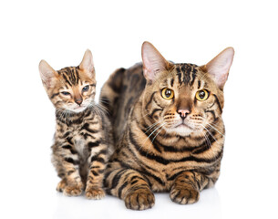 Adult bengal cat and tiny kitten lying together and looking at camera. isolated on white background