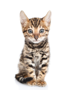 Tiny bengal kitten sitting in front view and looking at camera. isolated on white background
