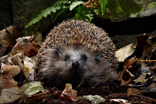 Europ&auml;ischer Igel (Erinaceus europaeus) - Braunbrustigel, Westeurop&auml;ischer Igel, Westigel // European hedgehog