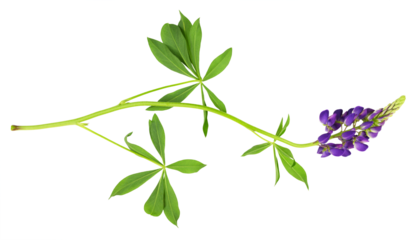 Lupinus polyphyllus purple flowers and leaves isolated on white or transparent background