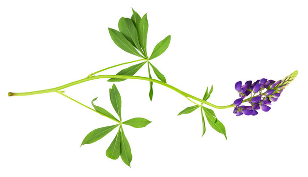 Lupinus polyphyllus purple flowers and leaves isolated on white or transparent background